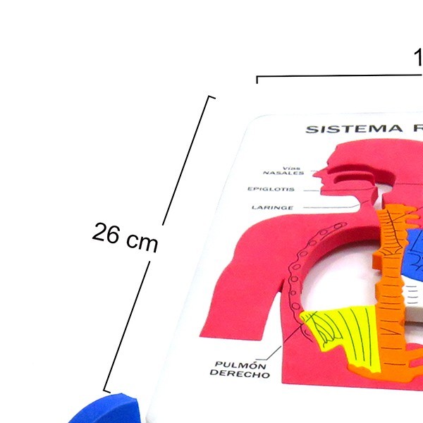 TABLA DIDACTICA FOAMY SIST. RESPIRATORIO PASCUA BLISTER